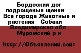 Бордоский дог подрощеные щенки.  - Все города Животные и растения » Собаки   . Владимирская обл.,Муромский р-н